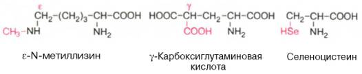 дзета-N-метиллизин, гамма-карбоксиглутаминовая кислота, селеноцистеин