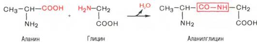 Взаимодействия аланина и глицина с образованим пептидной связи и дипептида (с выделением молекулы воды) 