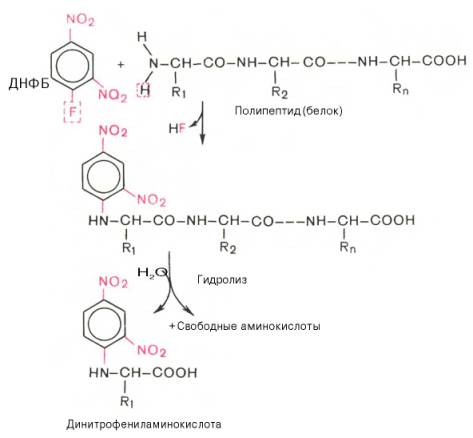 Раствор полипептида обрабатывают ДНФБ, который взаимодействует со свободной NH2-группой N-концевой аминокислоты пептида (метод Сэнджера)