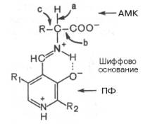 Механизм реакции декарбоксилирования аминокислот