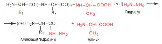 Химический метод Акабори (S. Akabori), который основан на гидразинолизе полипептида: гидразин, аминоацилгидразин, аланин
