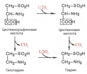 Декарбоксилирование цистеиновой и цистеинсульфиновой кислот
