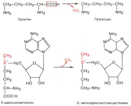 Декарбоксилирование орнитина с образованием путресцина, S-аденозилметионина с образованием S-метиладенозилгомоцистеамина