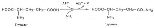 Химическая реакция синтеза глутамина, катализируемого глутаминсинтетазой.