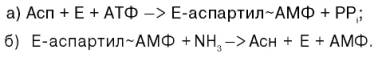 Специфическая аммиакзависимая аспарагинсинтетаза, которая катализирует синтез аспарагина в две стадии