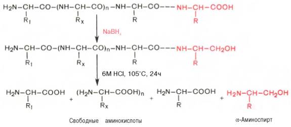 Идентификация С-концевой аминокислоты путем обработки полипептида восстанавливающим агентом, например боргидридом натрия