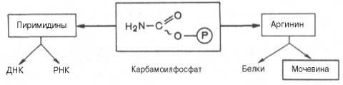 Карбамоилфосфат - продукт для синтеза пиримидиновых нуклеотидов (соответственно ДНК и РНК) и аргинина (соответственно белка и мочевины)