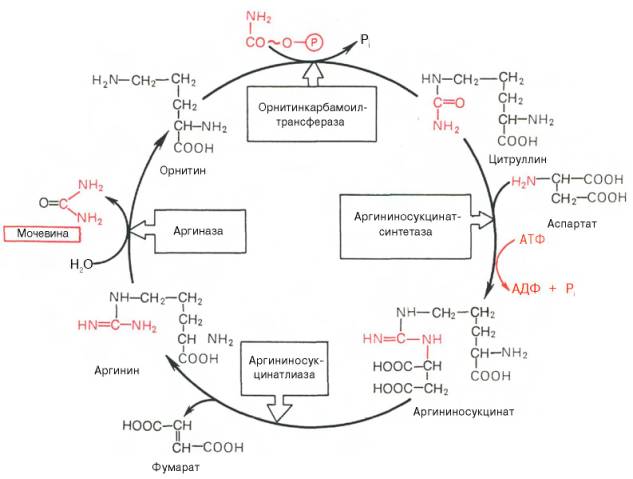 Орнитиновый цикл синтеза мочевины в печени
