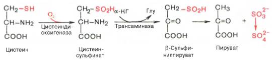 Транс-аминирование цистеинсульфиновой кислоты с alpha-кетоглутаратом и образование пирувата и сульфита