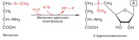 Превращение метионина в S-Аденоэтилметионин