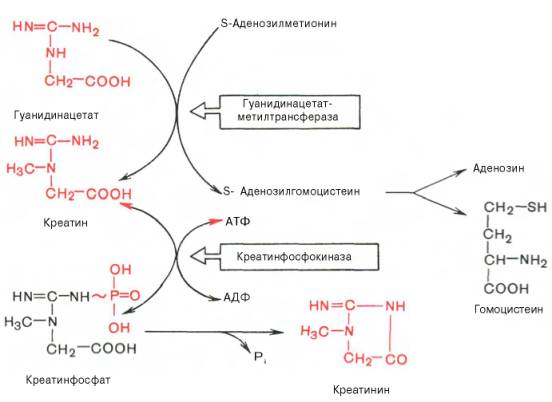 Вторая стадия синтеза креатина протекает в печени при участии гуанидинацетатметилтрансферазы