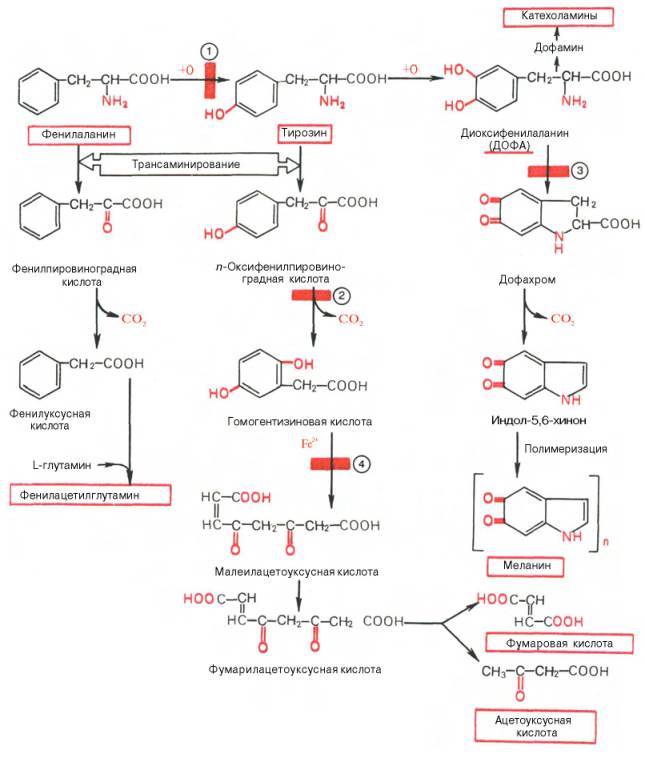 Основные метаболические превращения фенилаланина и тирозина