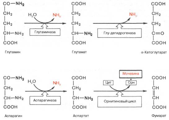 Основные катаболические пути превращения дикарбоновых аминокислот и их амидов