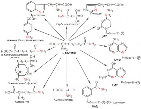 Использование амидного азота глутамина для синтеза различных соединений в живых организмах