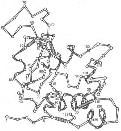 Первичная структура полипептидной цепи лизоцима (схема)