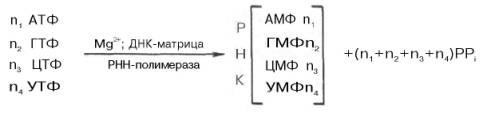 Реакция синтеза РНК в общем виде