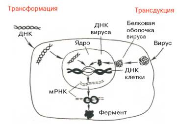 Схематическое изображение двух способов введения генов в клетку – трансформации и трансдукции (по А. А. Баеву)