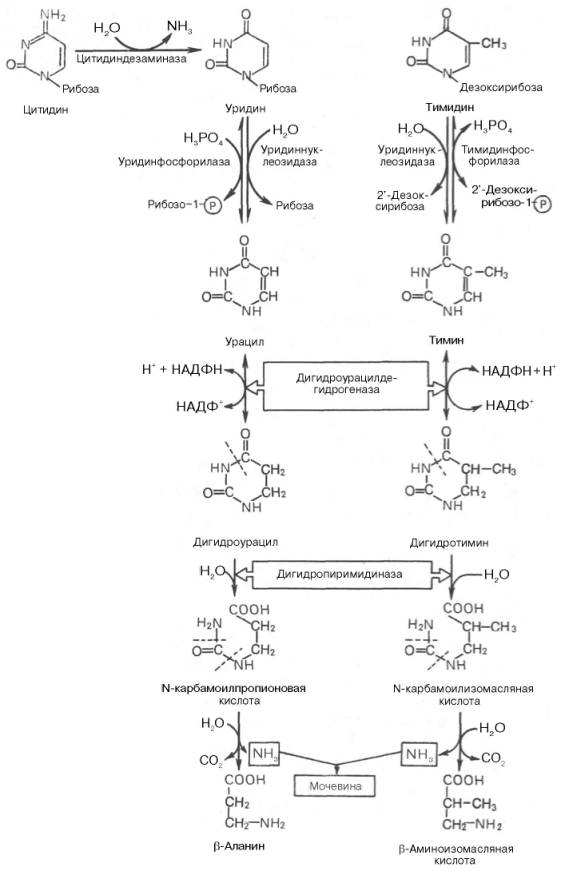 Последовательность ферментативных реакций гидролиза пиримидиновых нуклеозидов