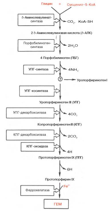 Схема синтеза гема
