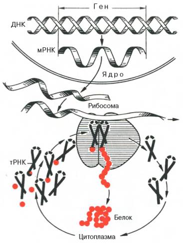 Принципиальная схема биосинтеза белка (по А.С. Спирину)