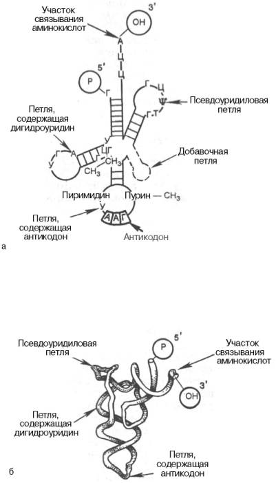 СтруктуратРНК