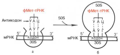 Схематическое изображение взаимодействия формилметионил-тРНК и мРНК с 30S субчастицей рибосомы (а) и транслирующей (функционально активной) 70S рибосомой