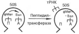Перенос фМет-тРНК между двумя центрами (П и А) на большой 50S субчастице рибосомы