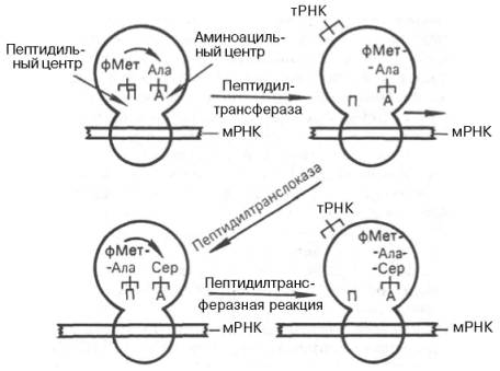 Процесс элонгации полипептидной цепи