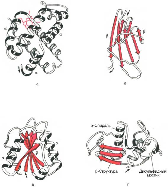Доменное строение глобулярных белков (по А. А. Болдыреву)
