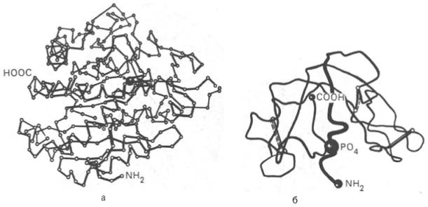 Пространственная конфигурация карбоксипептидазы (а) и рибонуклеазы (б)