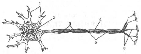 Строение нейрона (схема по Шмитту)