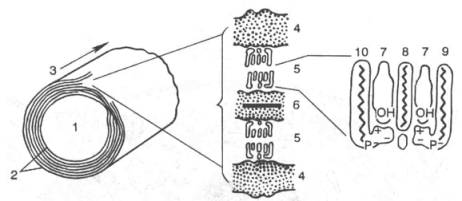 Молекулярная организация миелиновой оболочки (по X. Хидену)