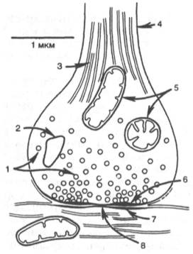 Схематическое изображение синапса (по Мецлеру)