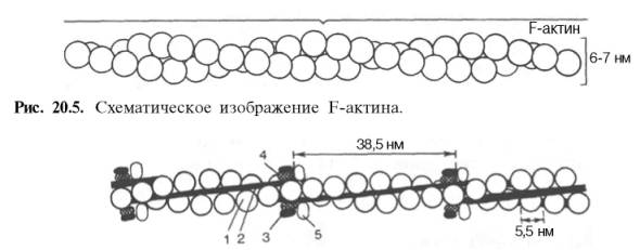 Схематическое изображение F-актина и структура тонкого филамента