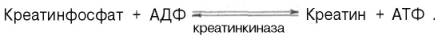 Ресинтез АТФ обеспечивается трансфосфорилированием АДФ с креатинфосфатом (реакция катализируется ферментом креатинкиназой)