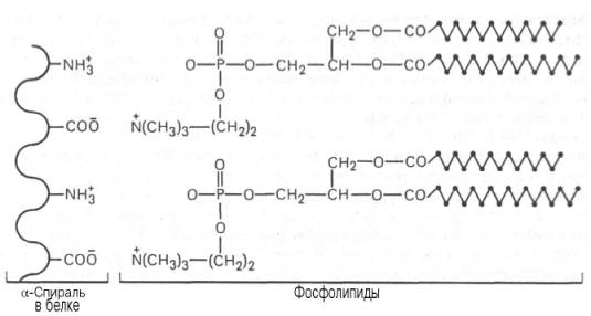 Ионный тип связи между белками и фосфолипидами