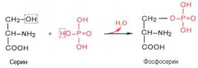 Реакция превращения серина в фосфосерин под действием ортофосфорной кислоты