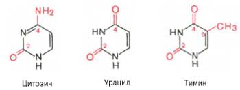 Структурные формулы цитозина, урацила и тимина