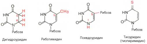 Структурные формулы дигидроуридина, риботимидина, псувдоуридина и тиоуридина (тиопиримидина)