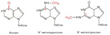 Структурные формулы инозина, N6-метиладенозина, N2-метилгуанозина