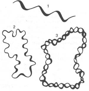 Третичная структура ДНК (схема)