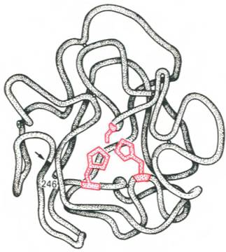 Гипотетическая модель третичной структуры молекулы предшественника химотрипсина (по Ней-рату)