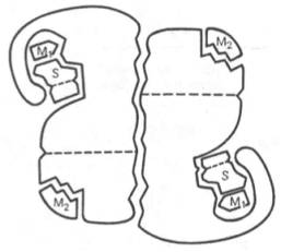 Схематическое изображение аллостерического фермента, состоящего из двух протомеров, соединенных по типу гетерологи-ческой («голова»-«хвост») ассоциации (по Кошленду)