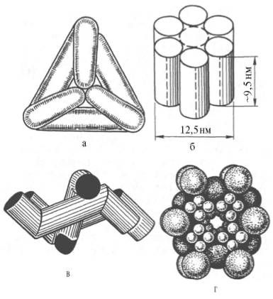 Модели строения некоторых олигомерных ферментов