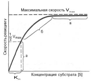 Теоретический график зависимости скорости ферментативной реакции от концентрации субстрата при постоянной концентрации фермента