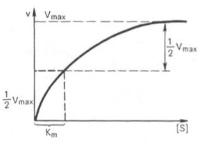 Кривая уравнения Михаэли-са-Ментен: гиперболическая зависимость начальных скоростей катализируемой ферментом реакции от концентрации субстрата