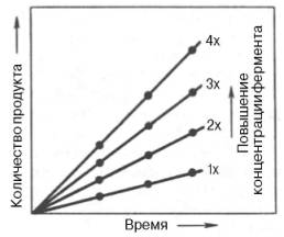 Зависимость скорости реакции от концентрации фермента в присутствии насыщающих концентраций субстрата