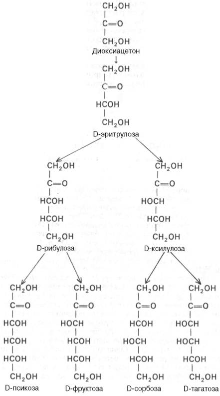 Семейство D-кетоз с 3-6 атомами углерода (диоксиацетон, D-эритрулоза, D-рибулоза, D-ксилулоза, D-псикоза, D-фруктоза, D-сорбоза, D-тагатоза)