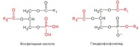 Фосфатидная кислота и глицерофосфолипид