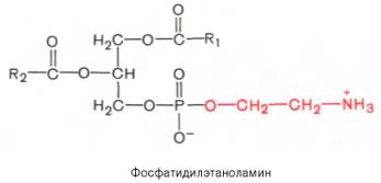 Фосфатидилэтаноламин